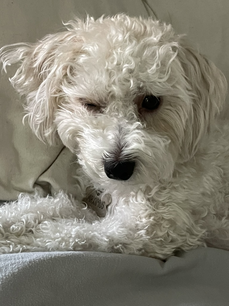 A picture of my dog after a good nap